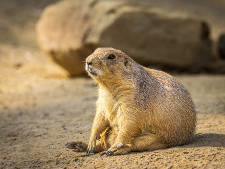Zwartstaartprairiehond