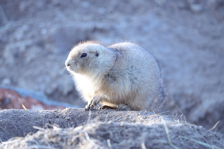 Zwartstaartprairiehond