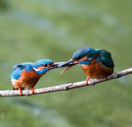 Visoverdracht tussen mannetje en vrouwtje Ijsvogel.