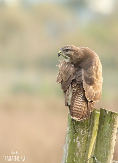 Buizerd 