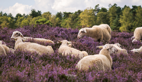 Grazen op de heide...