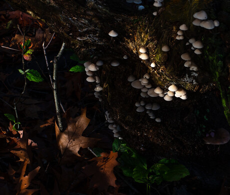 Herfstkleuren "Licht en Schaduw"