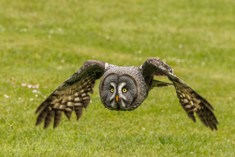 Laplanduil in de vlucht
