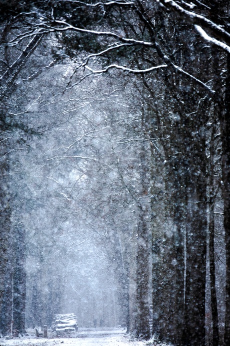 Het Mastbos ontwaakt