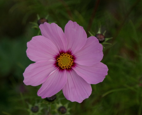 Cosmea