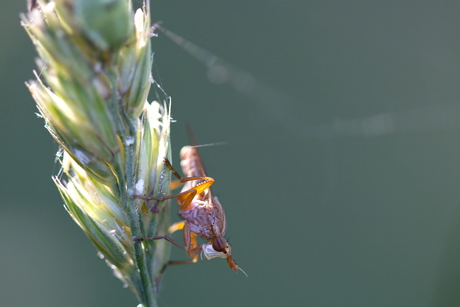 Bruine langsprietslakvlieg