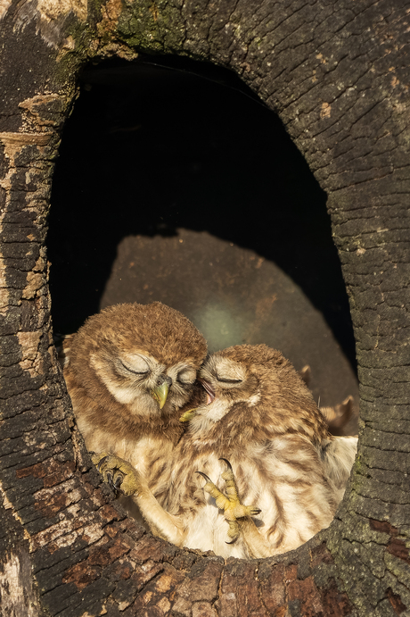 2 jonge Steenuilen