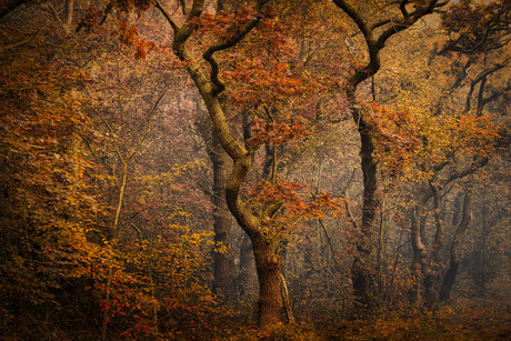 Herfst kronkels