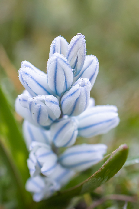 Klein lief bloemetje