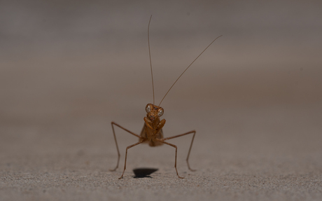 Staring contest: insect vs. human