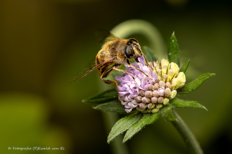 Beestjes in de tuin