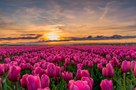 Zonsondergang boven een tulpenveld