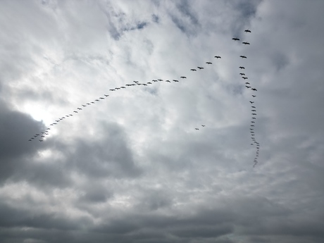 Kraanvogels op trektocht