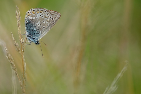 Icarusblauwtje