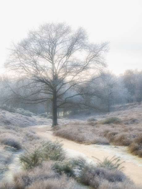 De eerste sneeuw op de Posbank