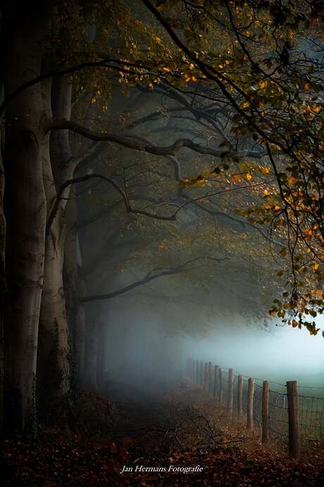 Misty Morning