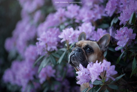 Franse Bulldog Loki