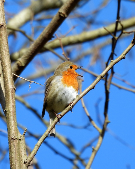 Il chante a tue-tête