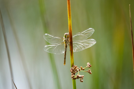 Libelle