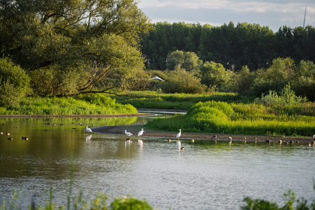 Vogels in de Uiterwaarden