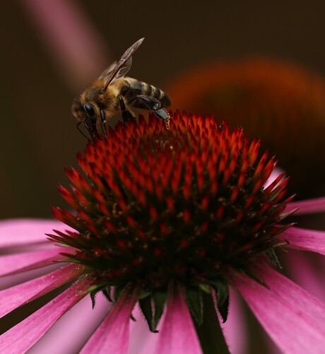 Honingbij op Rode Zonnehoed.