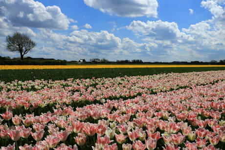 allemaal tulpen