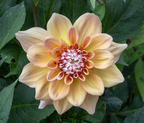 Dahlia