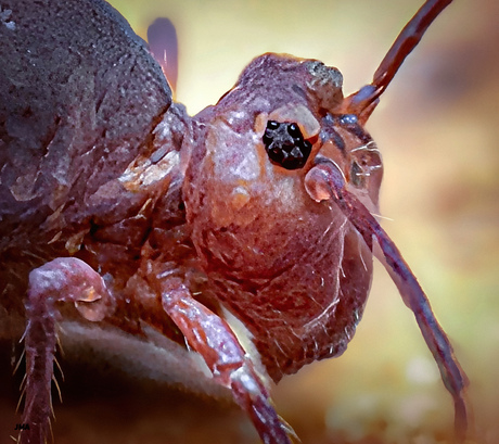 Portret van een springstaart