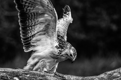 Buizerd