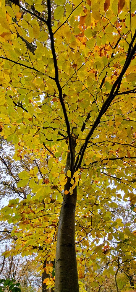 Yellow tree