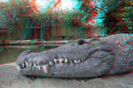 Krokodil Blijdorp Rotterdam Gopro hero-silver4 3D