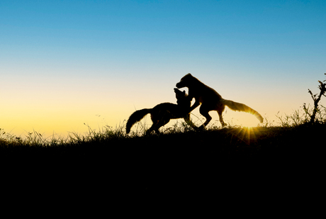 Vechtende vossen met zonsondergang