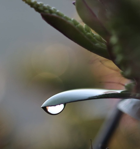 Druppel aan een blad