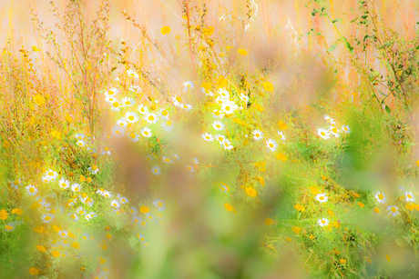 de zomer is voorbij, maar toch nog een zonnige opname