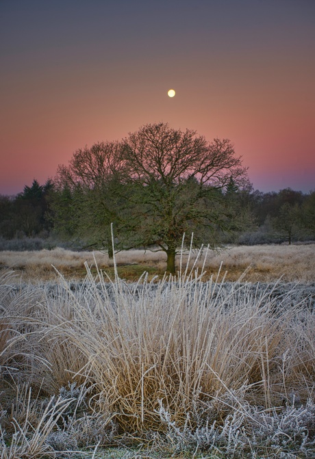 Moonset!