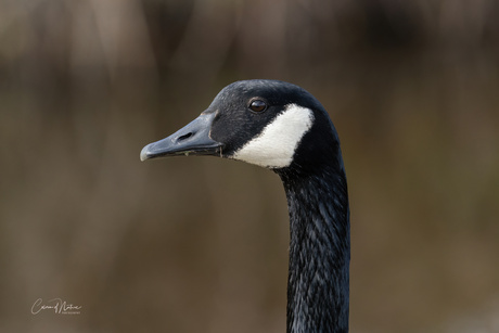 Portret Canadese gans 