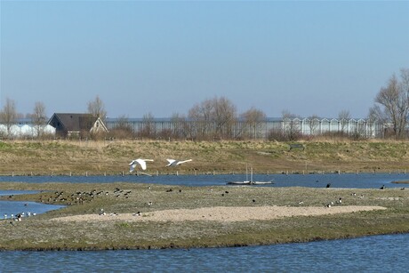 P1160901 Kraaienest  GRUTTO Plas . KLM ers vliegen over  het eilandje 11 mrt 2022 