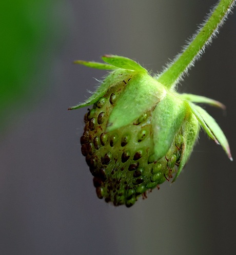 Groene aardbei