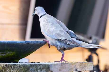Ja ik ga nog ff een verfrissend badje nemen.....