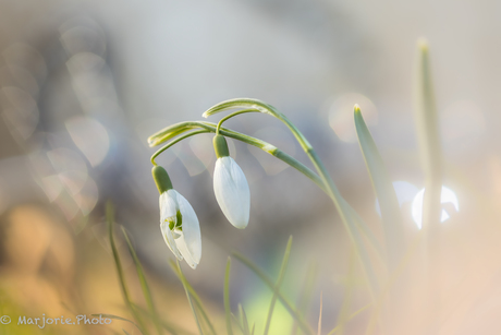 Sneeuwklokje 
