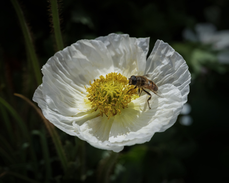 Bloem en bij