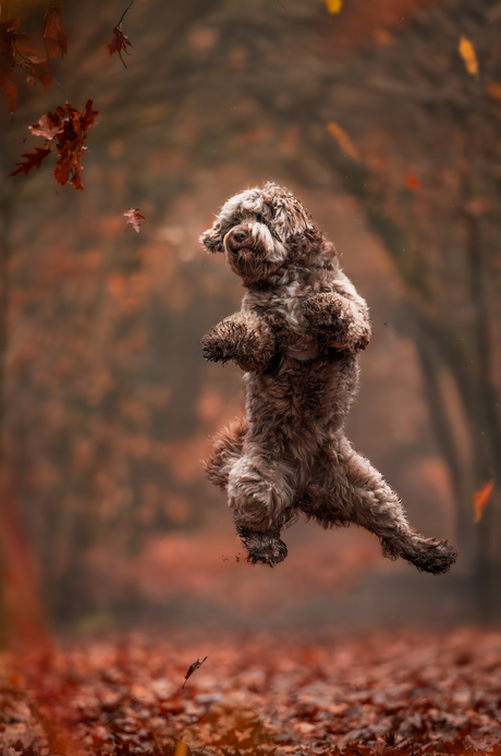 Kungfu Suus