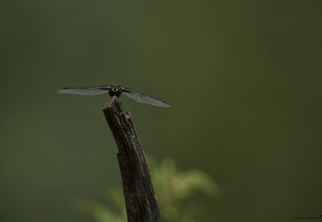 Libelle landed