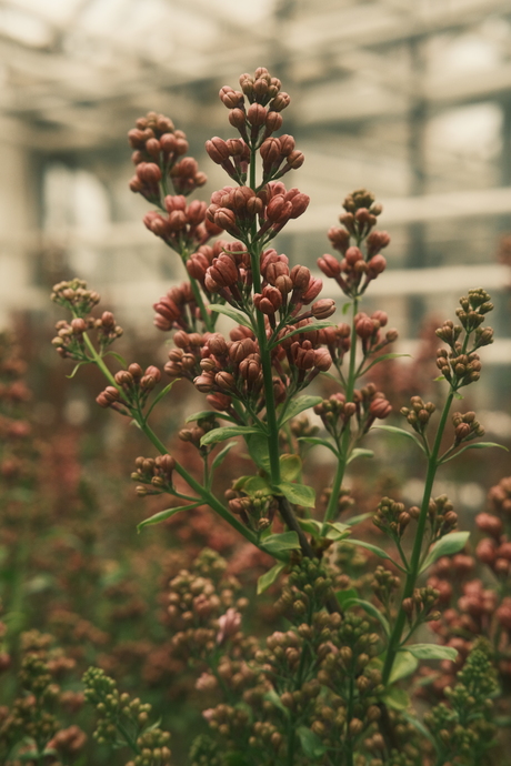 Syringa Vulgaris