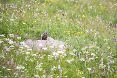 Jonge alpenmarmot