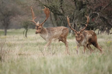 Damherten in de Amsterdamse Waterleidingsduinen