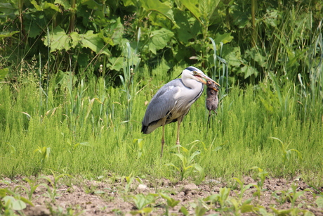 Reiger