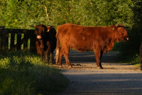 Overstekend grof wild