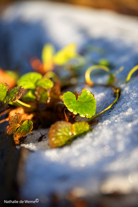 Bladeren in de winter