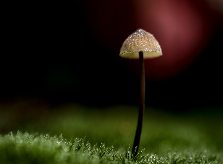 mycena